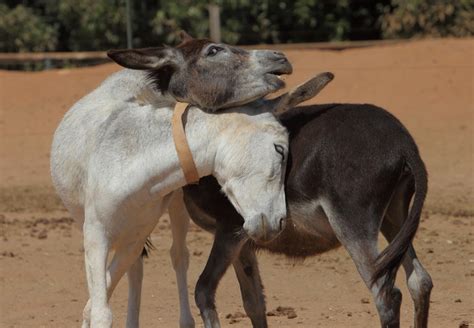 A Sanctuary for Donkeys in the Holy Land .